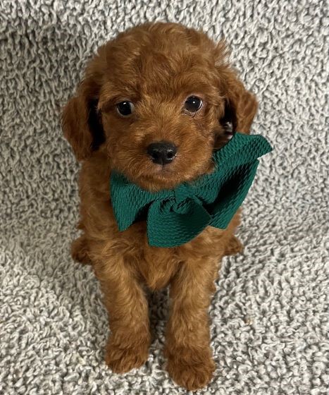 a goldendoodle puppy with yellow wavy fur and a dark green bow on his neck