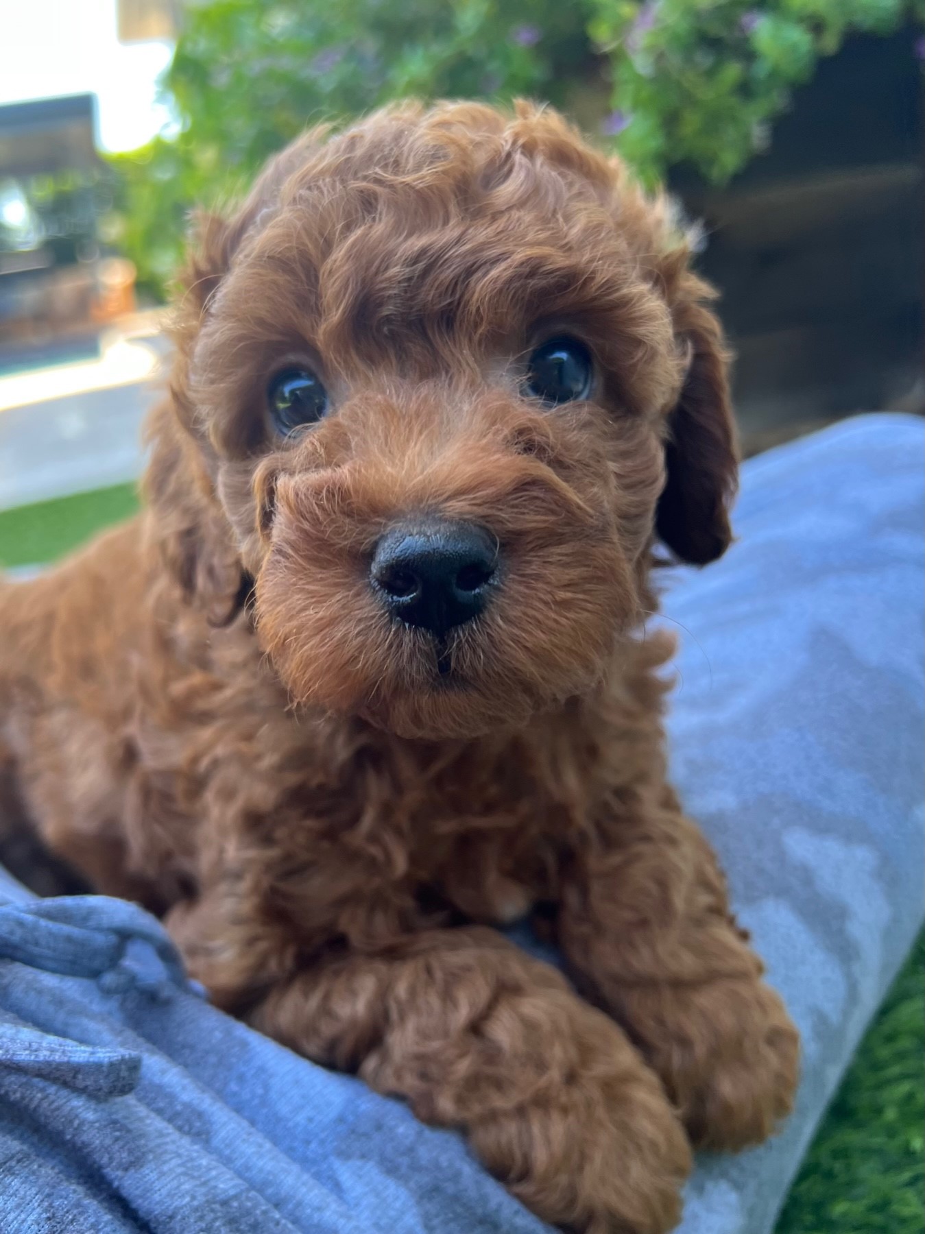 Sadie blue B at 6 weeks
