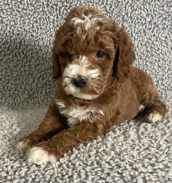 a golden and white colored goldendoodle puppy sitting on carpet