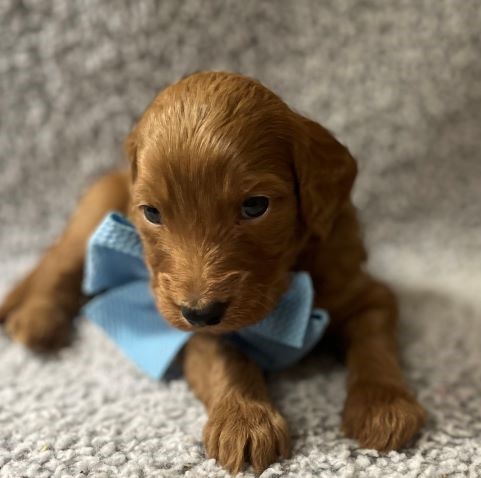 a young Goldendoodle puppy with straight golden fur and light blue bow