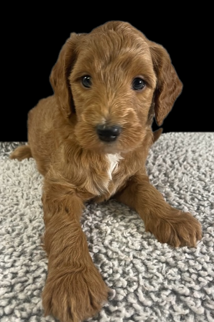 a goldendoodle puppy with wavy mostly golden fur with some white splotches