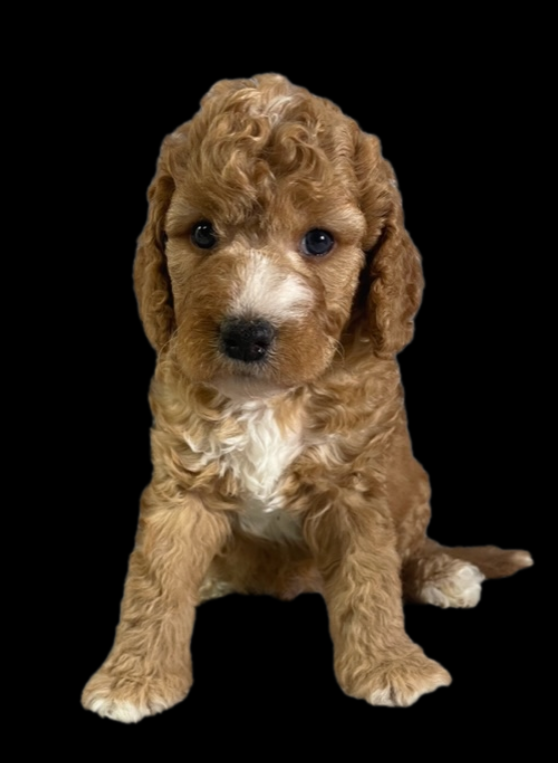 puppy with mostly golden wavy hair and some white areas near the nose and on the chest