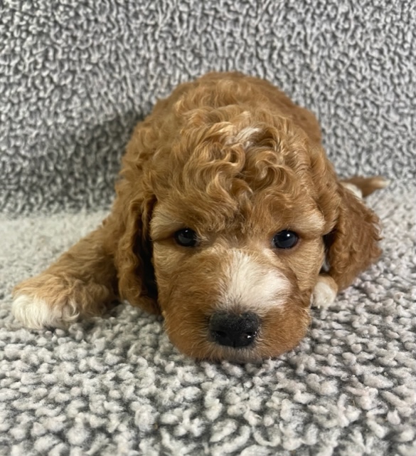 a Goldendoodle puppy laying on gray carpet with wavy golden and white fur