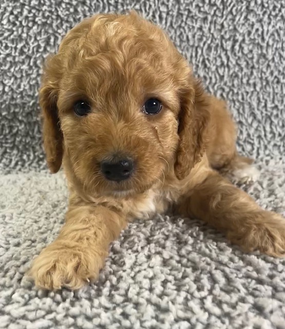 a Goldendoodle puppy laying down with golden, wavy fur