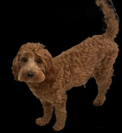 an adult goldendoodle with wavy reddish fur