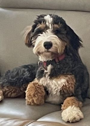 an adult bernedoodle with wavy white, black and tan fur sitting on a couch