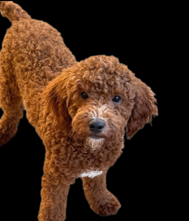 All About Goldendoodle Colors and Coats - Goldendoodle Association of North  America