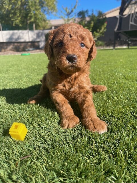 a wavy haired goldendoodle puppy sitting on grass
