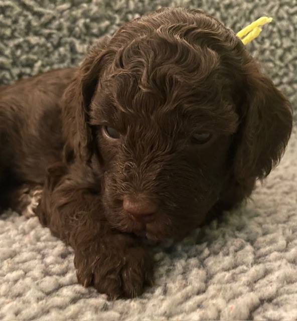 a young brown goldendoodle puppy with wavy fur