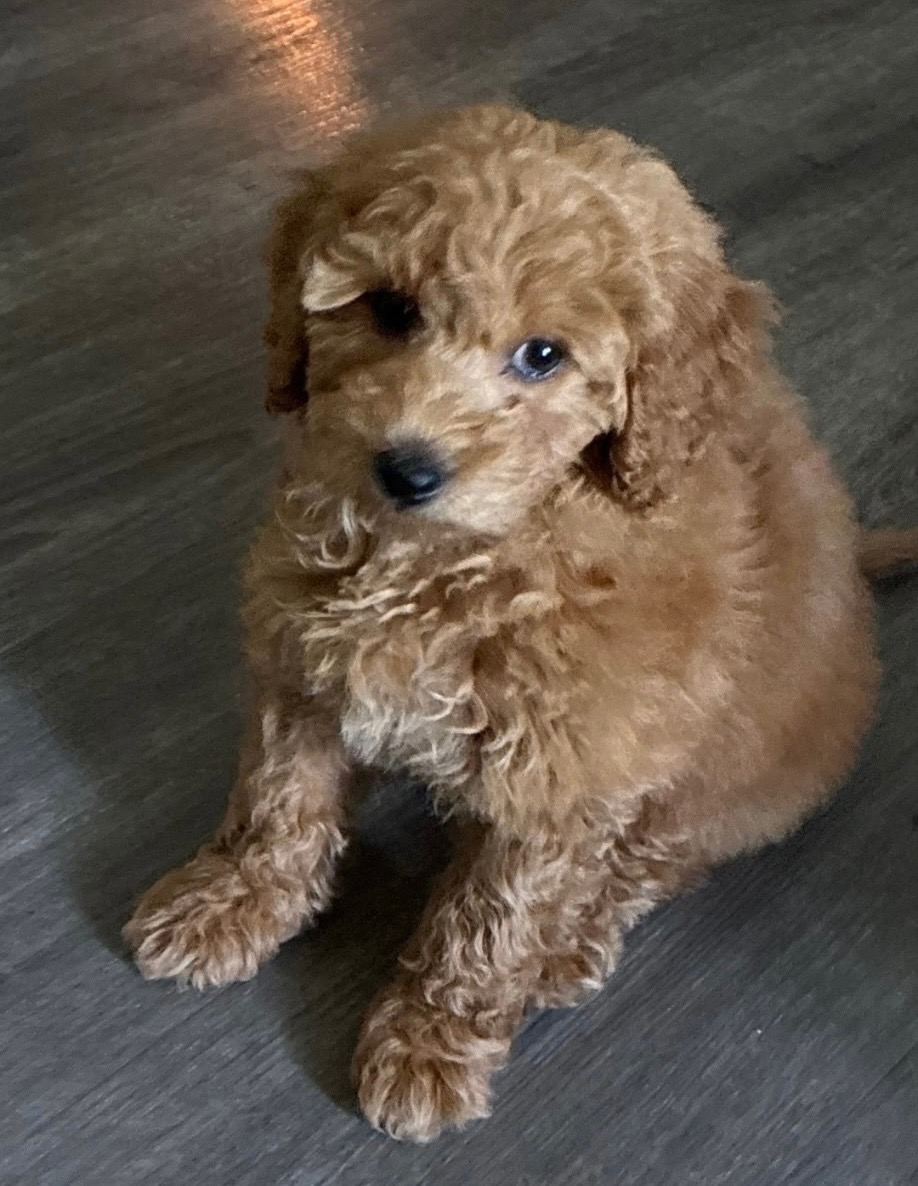 Cinnamon 2