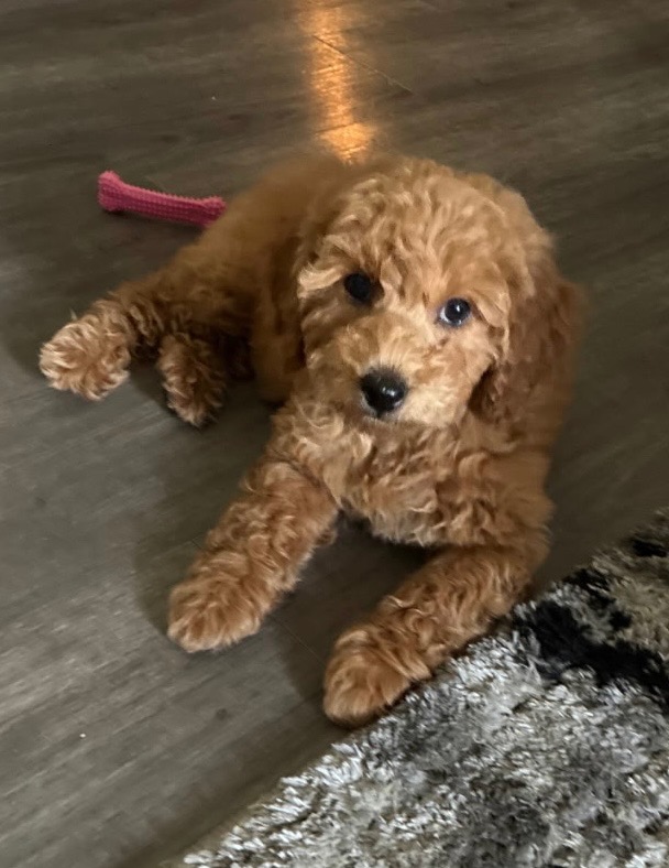 Cinnamon 3