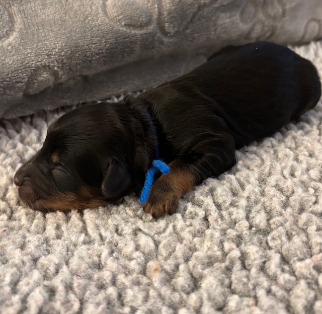 Bella blue boy 2