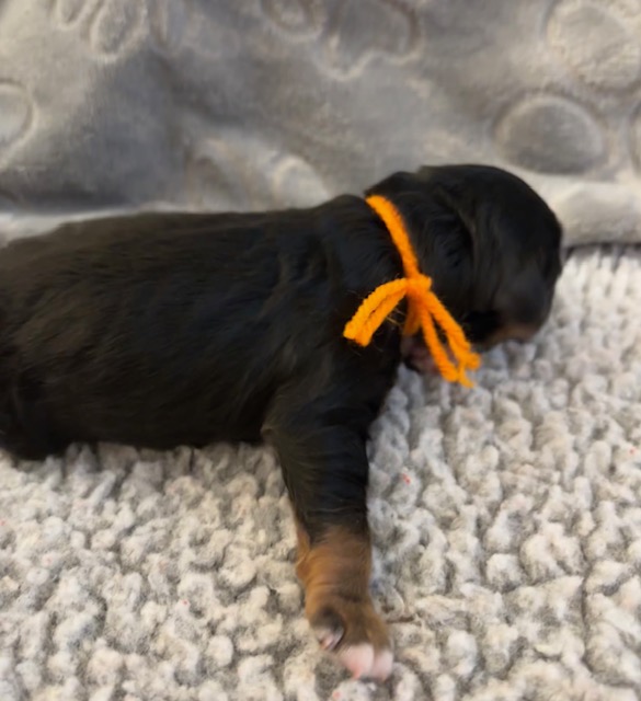 Bella orange boy 2