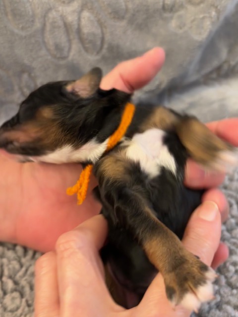 Bella orange boy 5