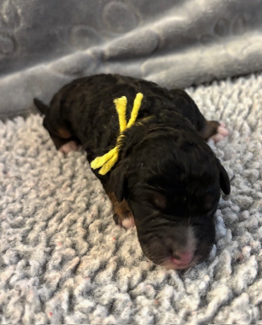 Bella yellow girl 1