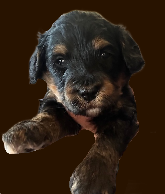 Bella blue boy 1 brown