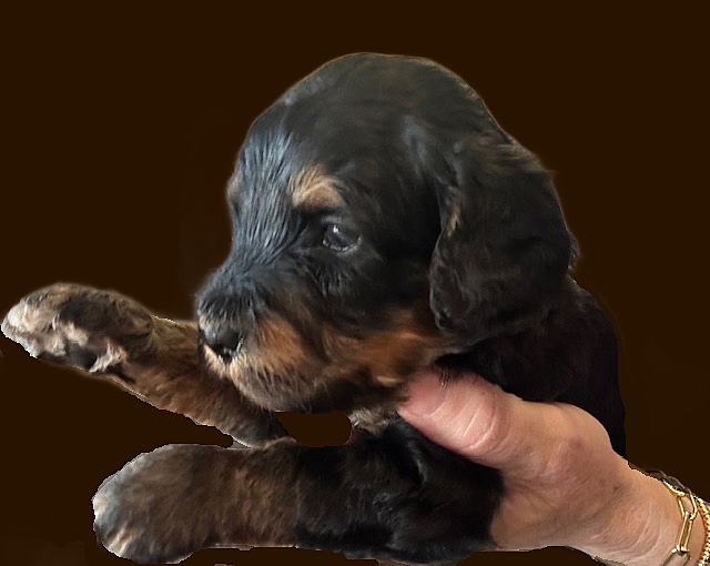 Bella blue boy 2 brown
