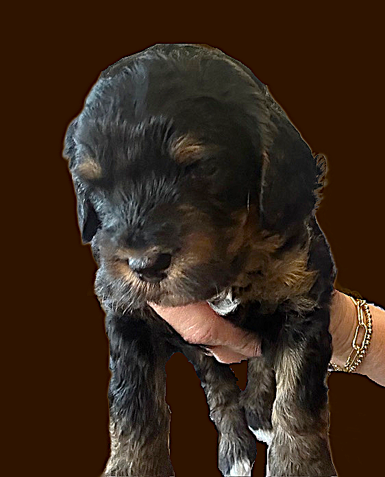 Bella green boy 1 brown