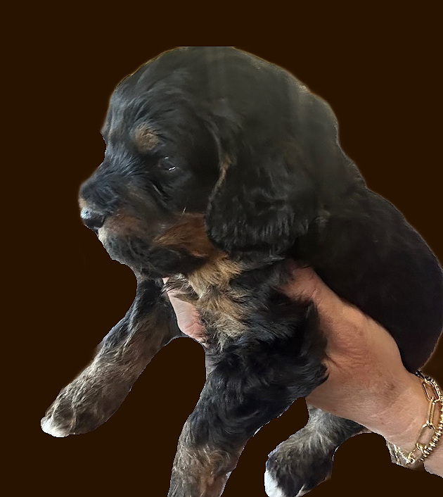 Bella green boy 2 brown