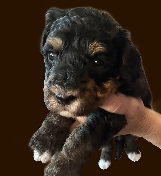 Bella purple girl 1 brown