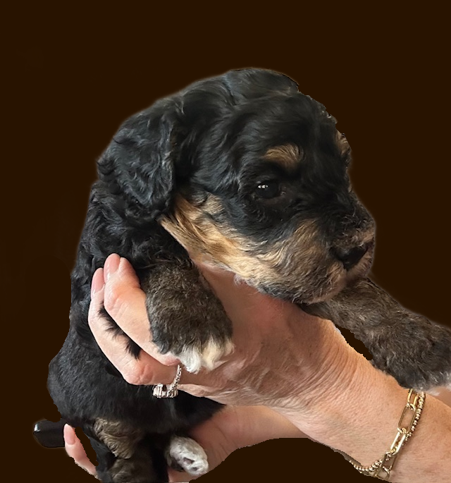 Bella purple girl 2 brown