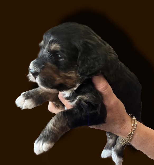 Bella red boy 3 brown w shadow