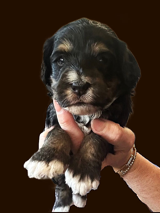 Bella red boy 4 brown A