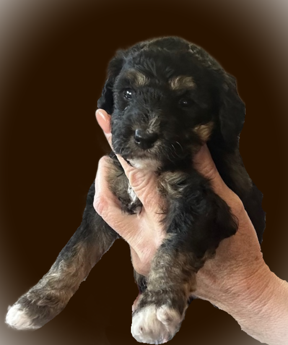 Bella yellow girl 1 brown vin
