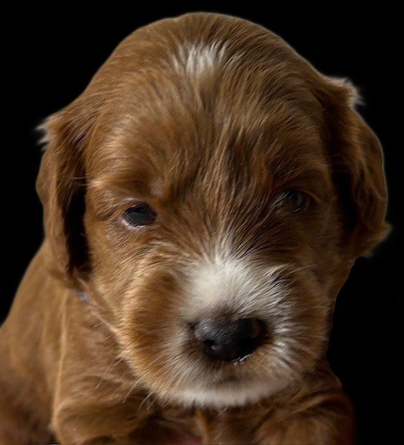 Poppy blue boy 3 black head shot
