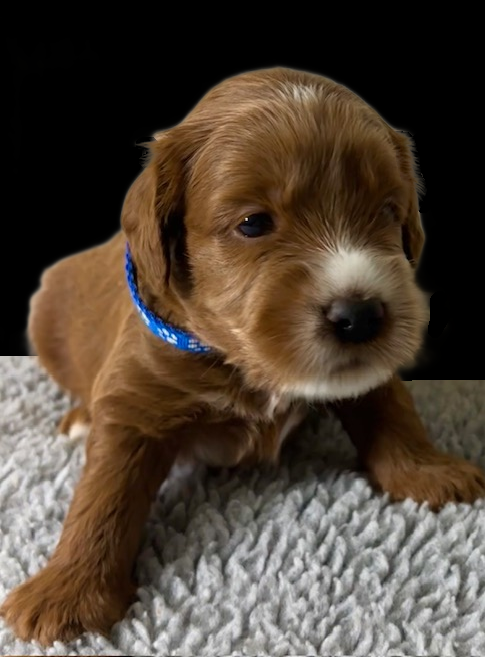 Poppy blue boy 5 black
